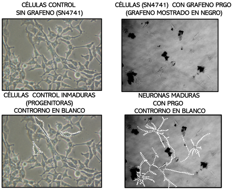 Identifican el grafeno oxidado y sus derivados como el material idóneo para generar soportes celulares en medicina regenerativa