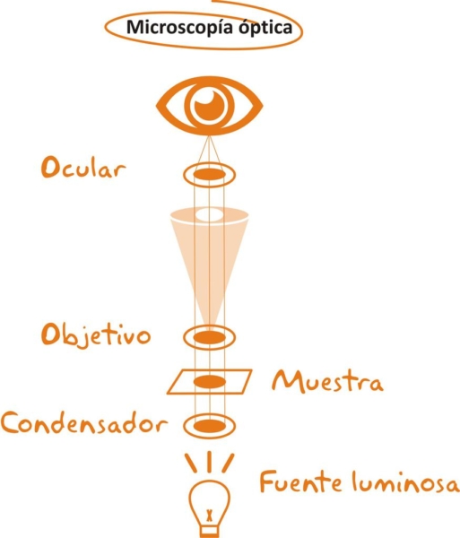 Microscopía óptica (esquema)