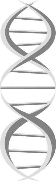 ADN (ilustración)