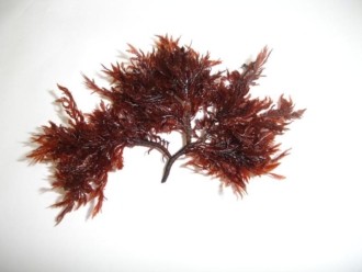 Alga. Georgiella confluens