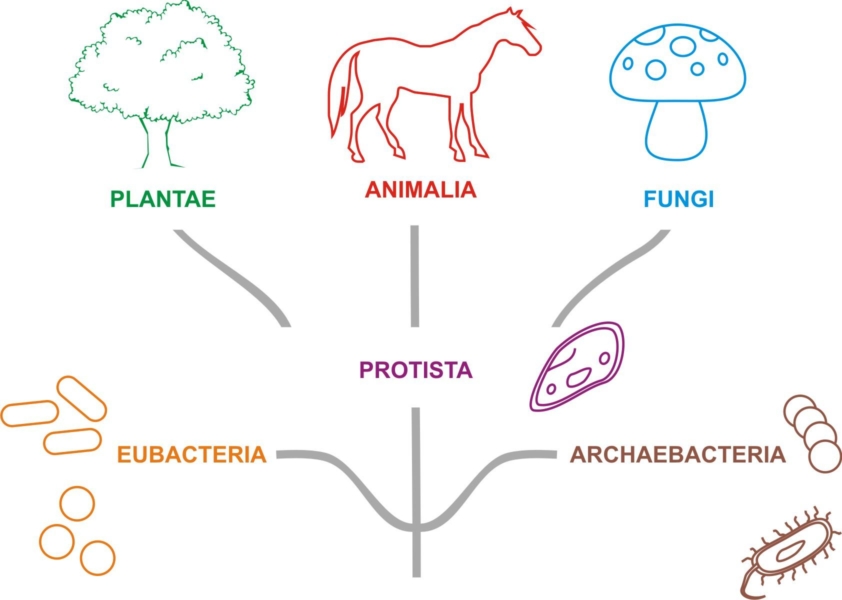 Árbol universal de la vida (ilustración)