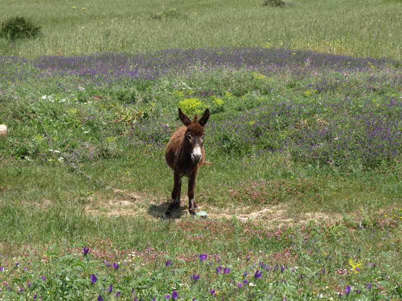 Asno (Equus africanus asinus)