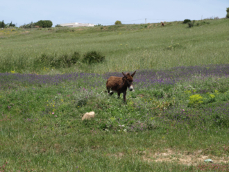 Asno (Equus africanus asinus)