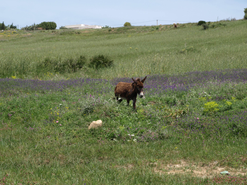 Asno (Equus africanus asinus)