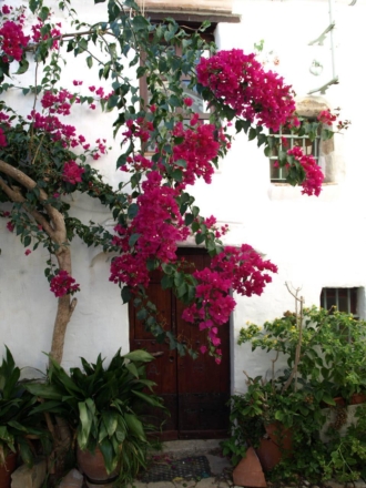 Bunganvilla (Bougainvillea)