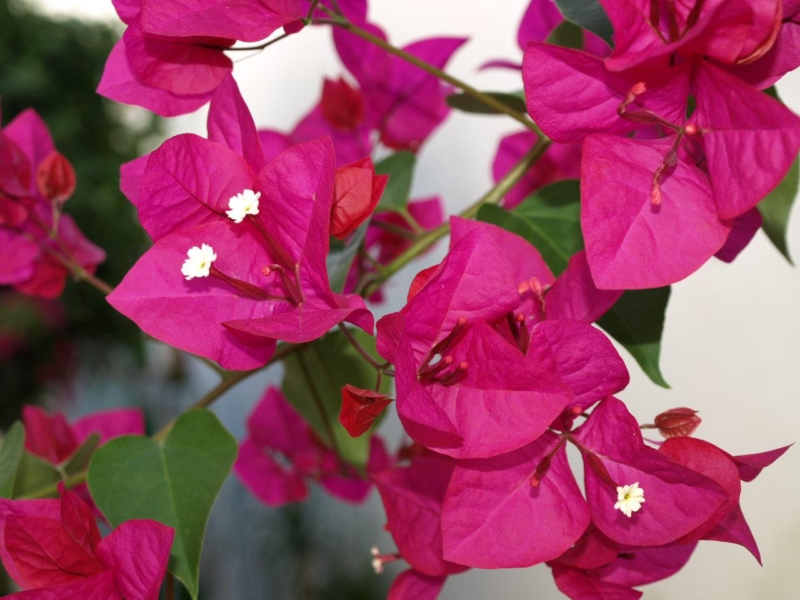 Bunganvilla (Bougainvillea)