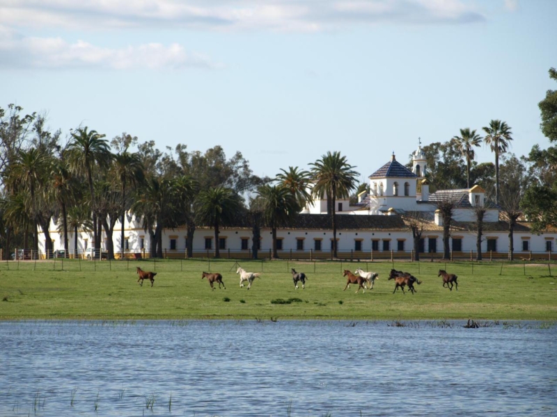 Caballos en Doñana