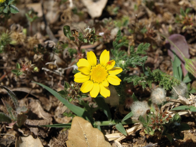 Camomila amarilla (Anthemis tinctoria)