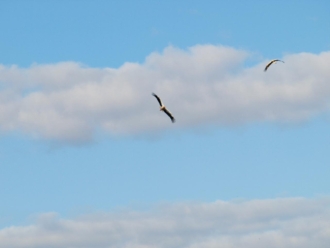 Cigüeñas (Ciconia ciconia)