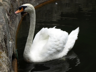 Cisne común (Cygnus olor)