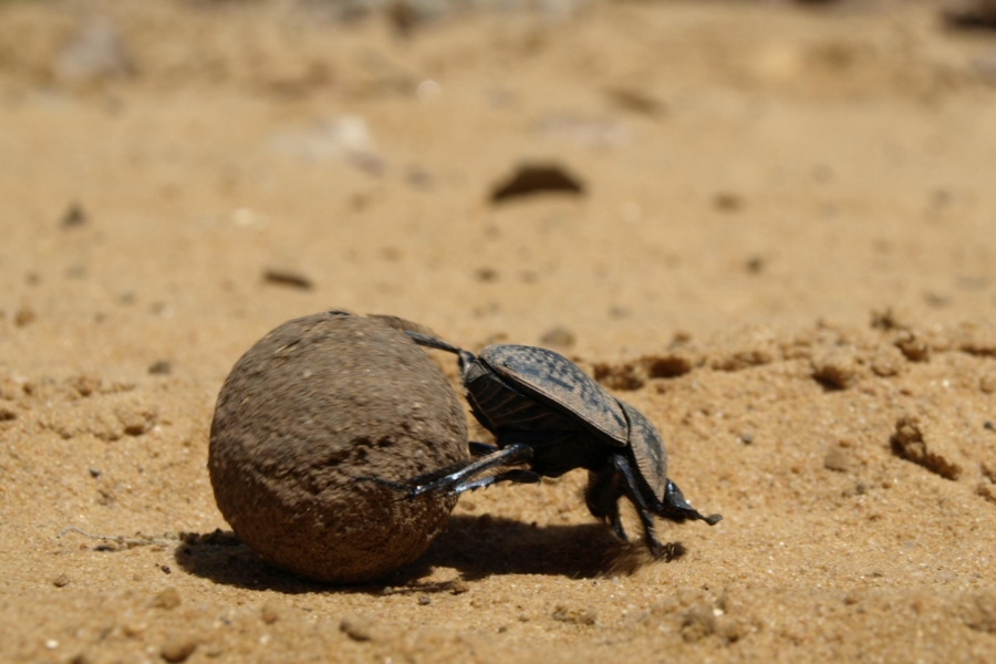 Escarabajo pelotero (Geotrupes stercorarius)