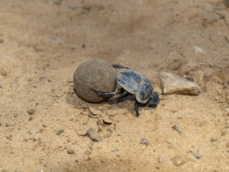 Escarabajo pelotero (Geotrupes stercorarius)