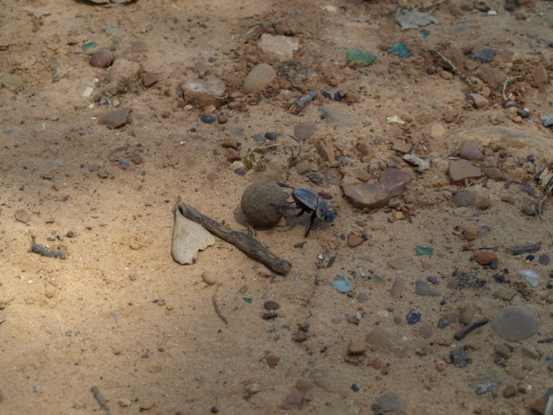 Escarabajo pelotero (Geotrupes stercorarius)