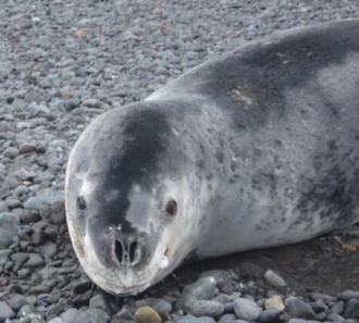 Foca leopardo