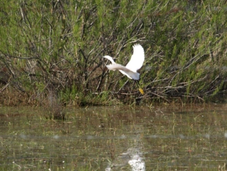 Garza (Ardeidae)