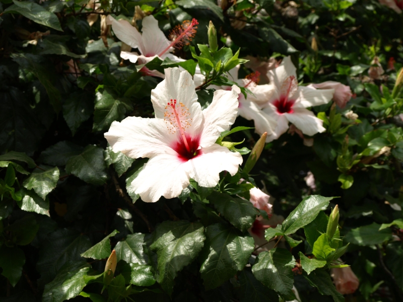 Hibiscus