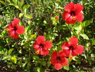 Hibiscus