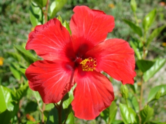 Hibiscus