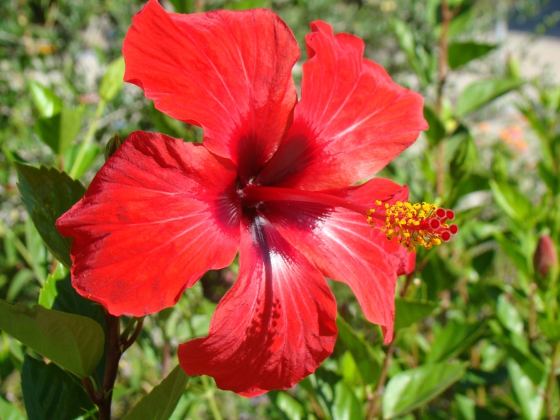 Hibiscus