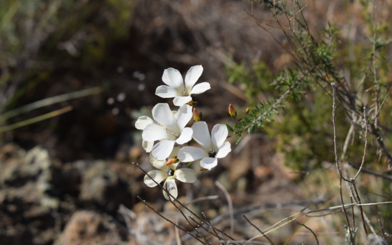 Investigadores de la UMA analizan la singularidad fitobiológica de la Sierra de Mijas