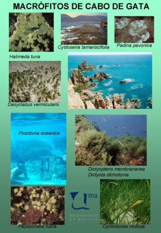 Macrófitos de Cabo de Gata