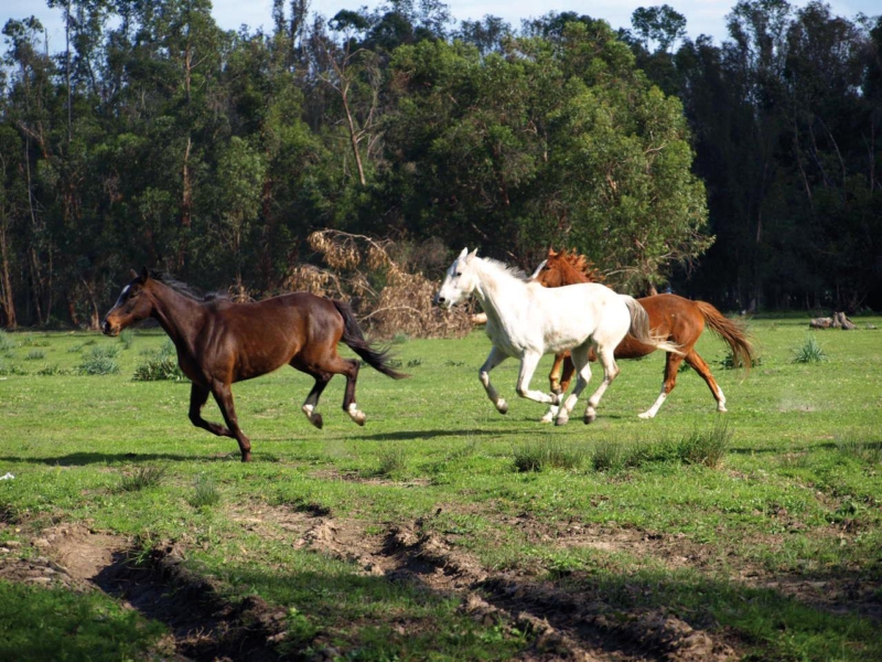 Manada de caballos