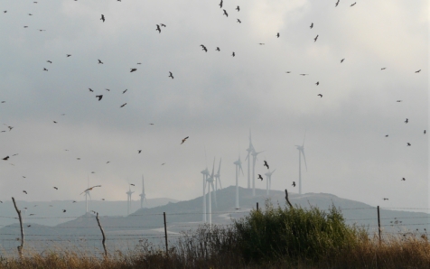Analizan las migraciones de aves en el Estrecho de Gibraltar para situar adecuadamente los parques eólicos