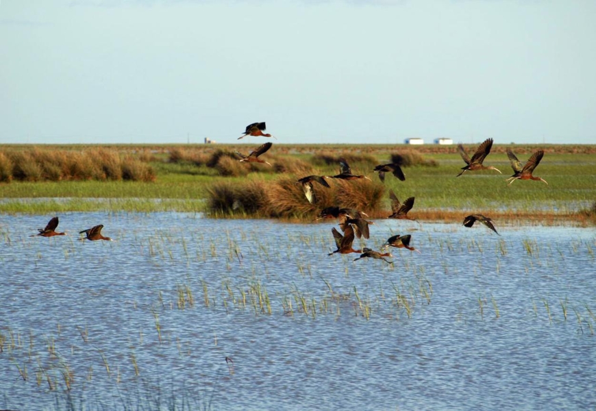 Morito común (Plegadis falcinellus)