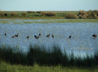 Morito común (Plegadis falcinellus)