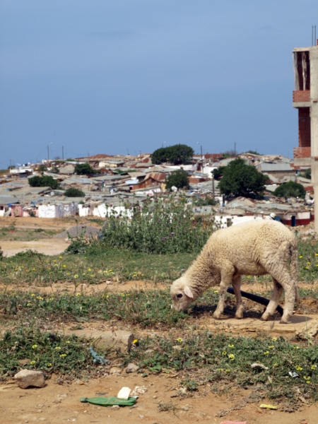 Oveja (ovis orientalis aries)