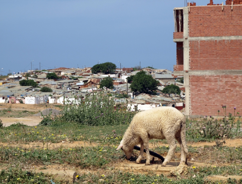 Oveja (ovis orientalis aries)