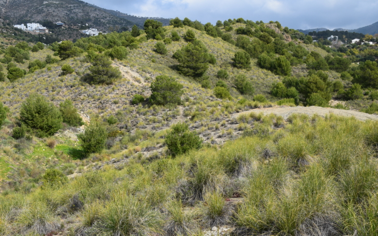 Investigadores de la UMA analizan la singularidad fitobiológica de la Sierra de Mijas