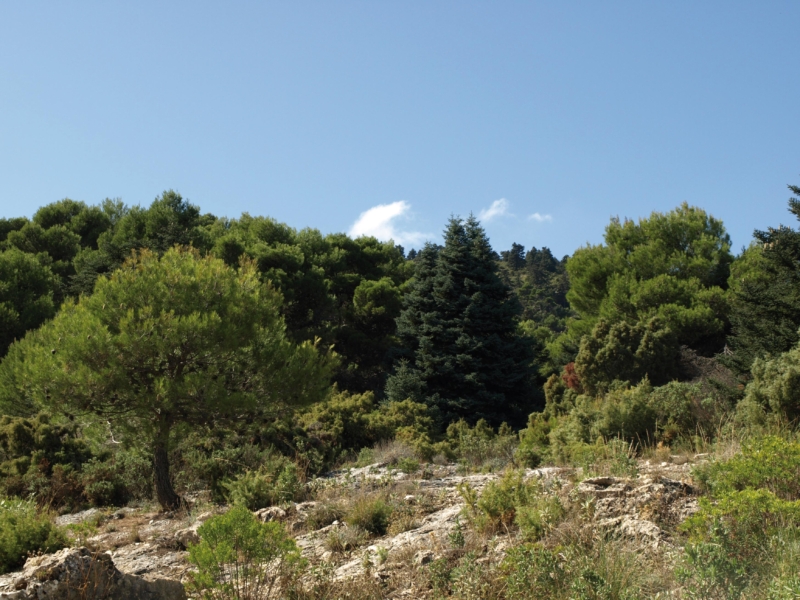 Parque Natural Sierra de las Nieves