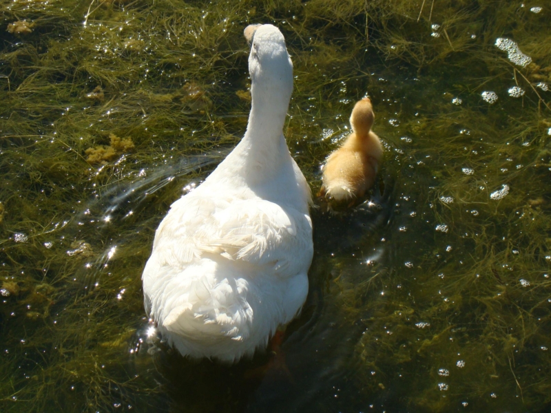 Pato (Anas platyrhynchos)