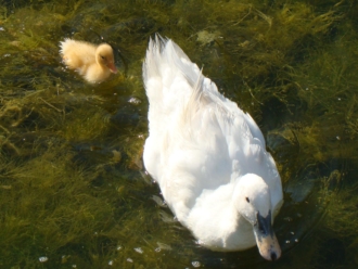 Pato (Anas platyrhynchos)