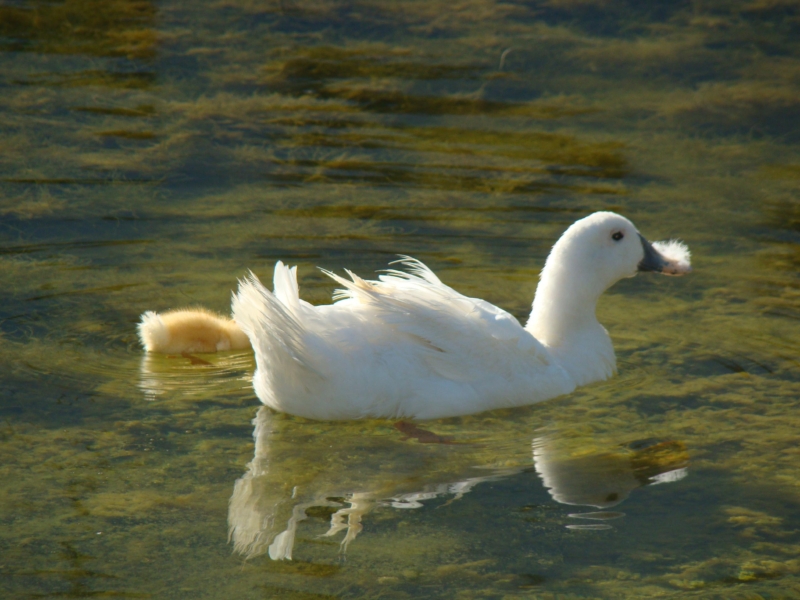 Pato (Anas platyrhynchos)