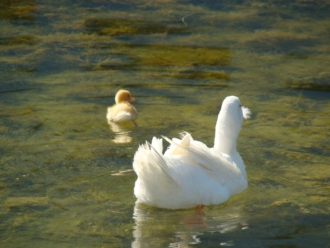 Pato (Anas platyrhynchos)