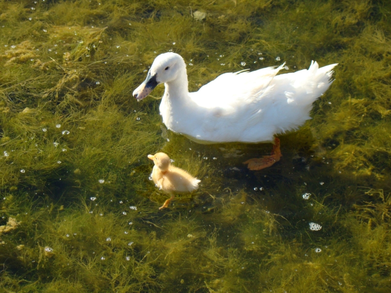 Pato (Anas platyrhynchos)