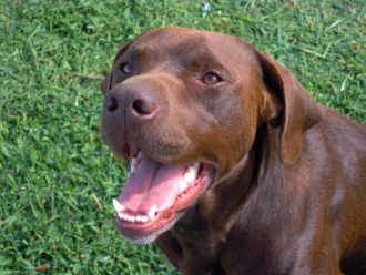 Perro (Canis lupus familiaris)