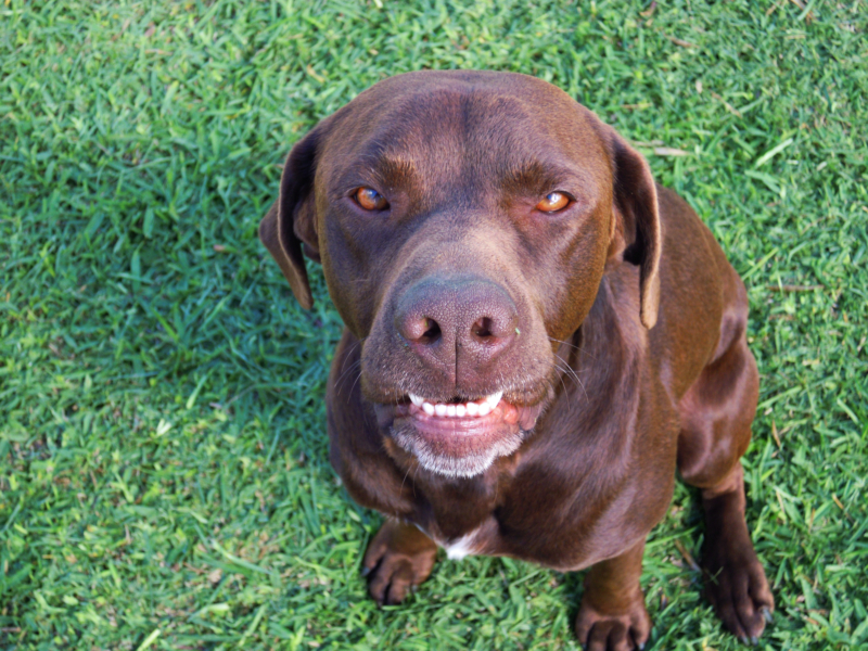 Perro (Canis lupus familiaris)