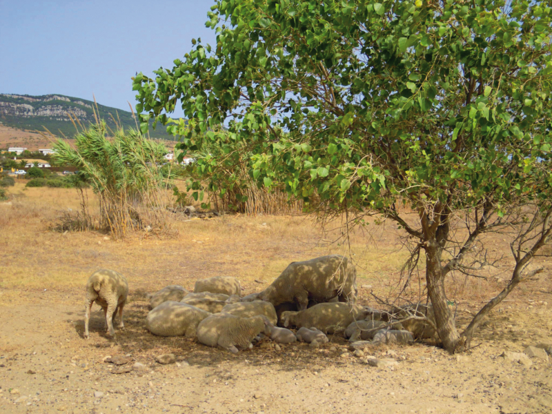 Rebaño de ovejas (ovis orientalis aries)