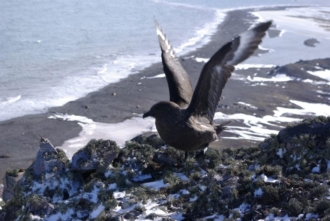 Skua