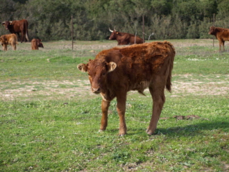 Ternero (Bos Taurus)