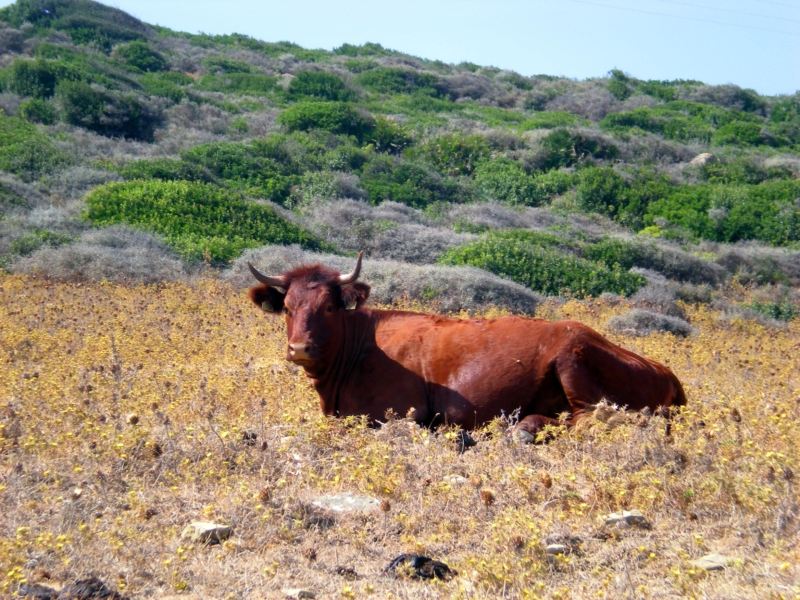 Vaca (Bos taurus)