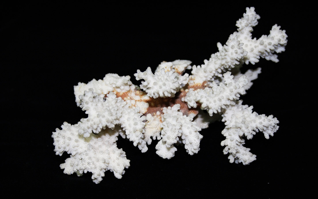 Acropora formosa