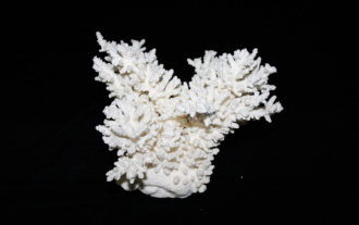 Acropora