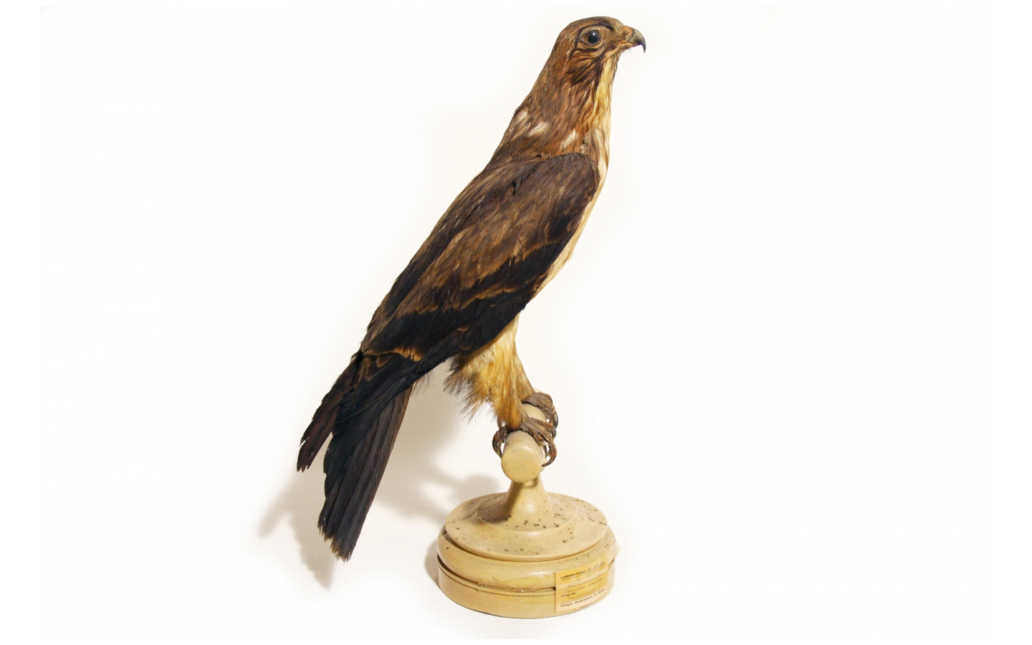 Águila calzada (Hieratus pennatus)