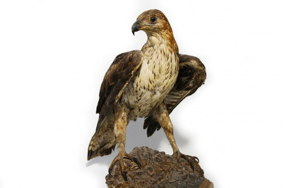 Águila perdicera (Aquila fasciata)