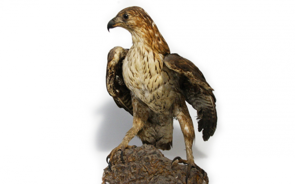 Águila perdicera (Aquila fasciata)