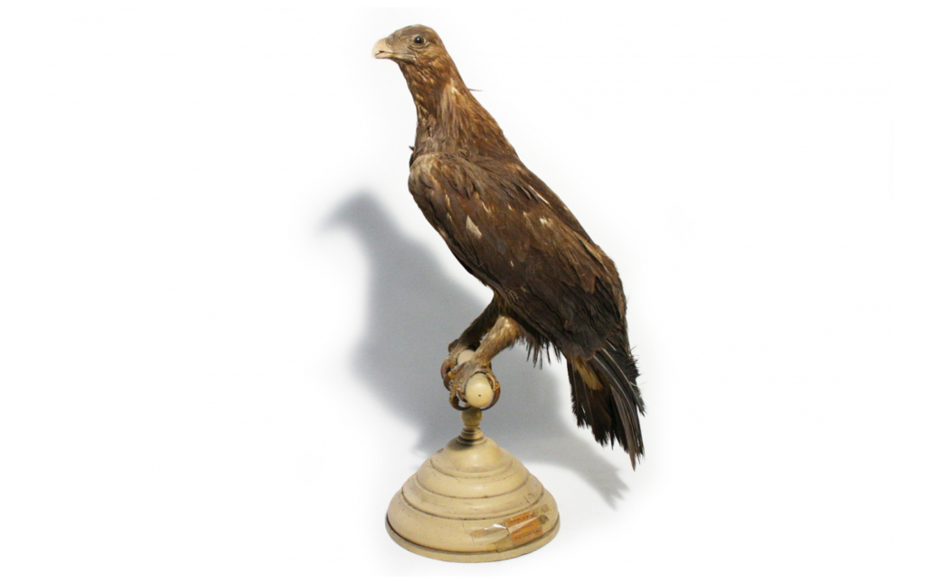 Águila real (Aquila chrysaetos)